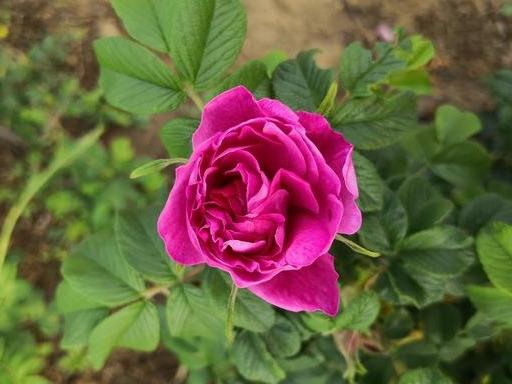 「肺癌」每年千万人确诊癌症,45岁以后,三个部位易中招,早发症状要知道