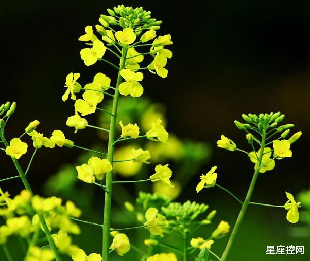 「」阴历此3个月生的人，7月孔雀开屏，8月凤凰上枝，站得高赚得多