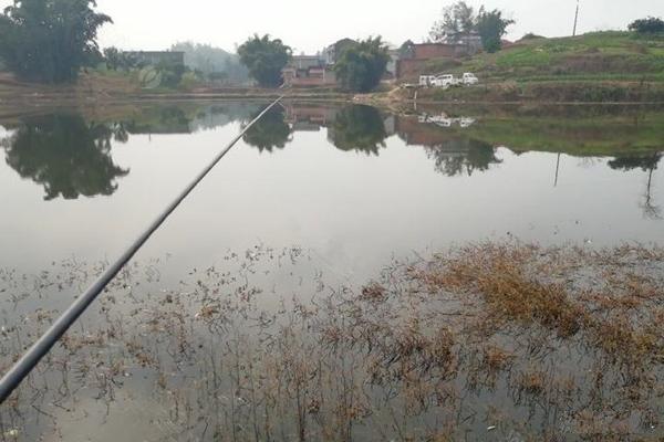 鲫鱼|这时候正是钓大板鲫的好时候，今天来分享垂钓方法，赶紧来学习一下吧。