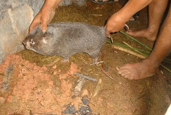 蚊子|人类发现比鸟还大的蚊子