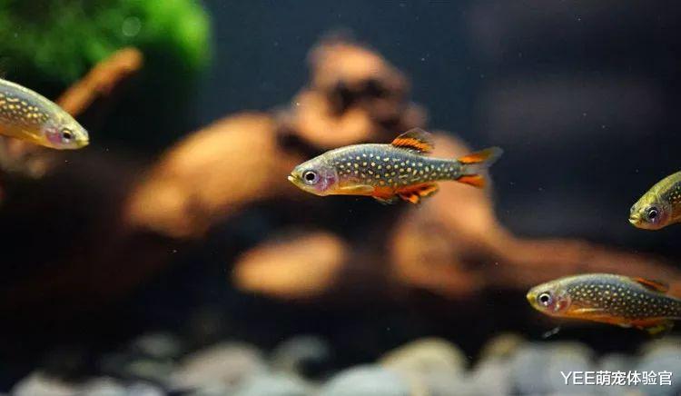 东南亚精致灯鱼，发色鲜艳，便宜好养