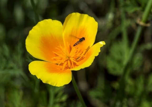 #生肖#进入5月10号，4属相红鸾星动，财运上涨，逢凶化吉，顺风顺水