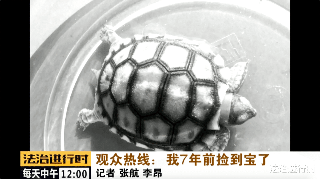 法治进行时|北京:男子在山里捡到“神龟”,饲养7年后才知道它的“身份”