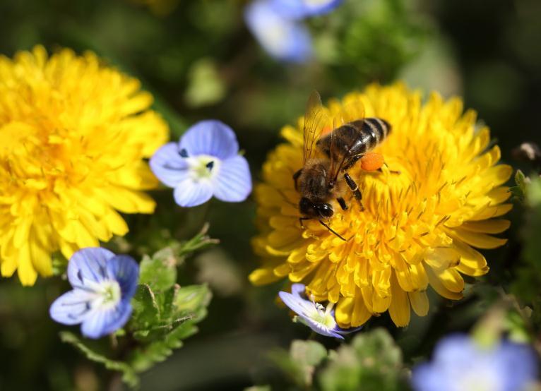 生肖|11月中旬期间，财运特别旺，即将就要发财的四大生肖