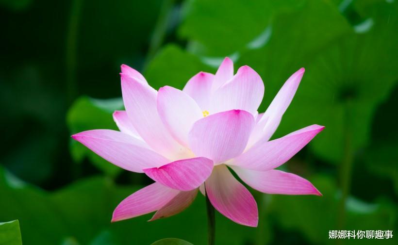 生肖|11月福禄双全，事业直线上升，一路大财不断的三生肖