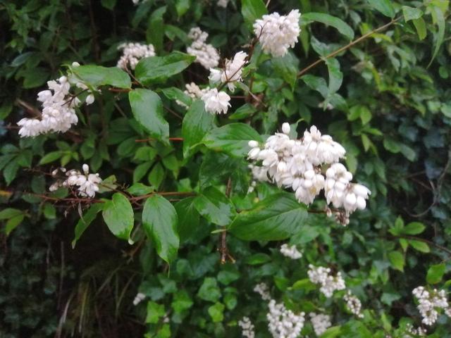 『三清山』我从三清山回来了，很失望