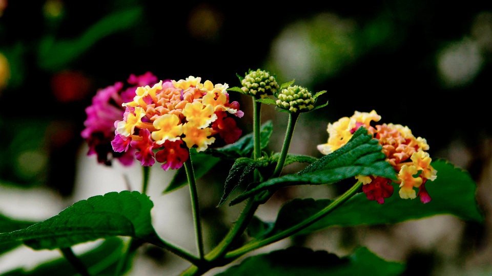 生肖|9月财运逆袭，事业上升，桃花朵朵开，富贵挡不住的三生肖