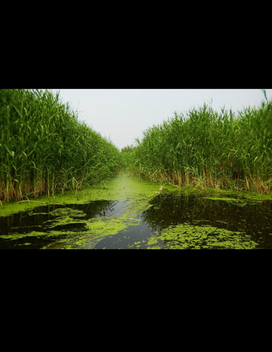 鲫鱼|深秋初冬野钓鲫鱼怎么样才能收获颇丰？空军，不存在的！