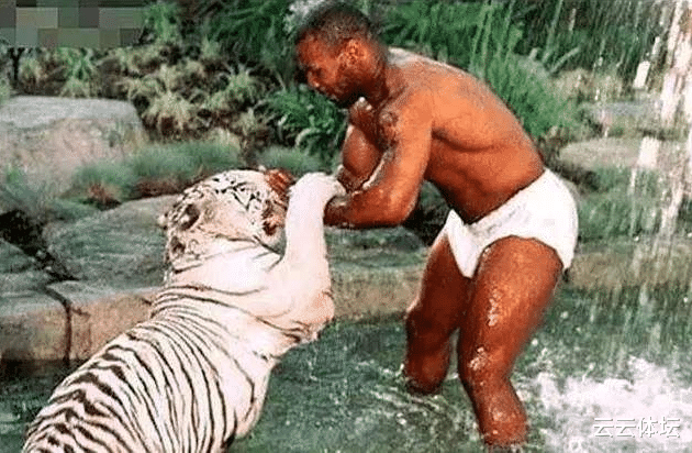 「奥拉朱旺」老虎一巴掌力气有多大？拳王泰森说出答案，难怪后怕养老虎