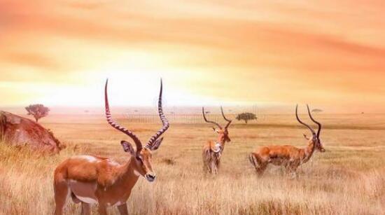 |长知识了，原来人类的长跑能力这么强，甚至连马都曾经败给人类