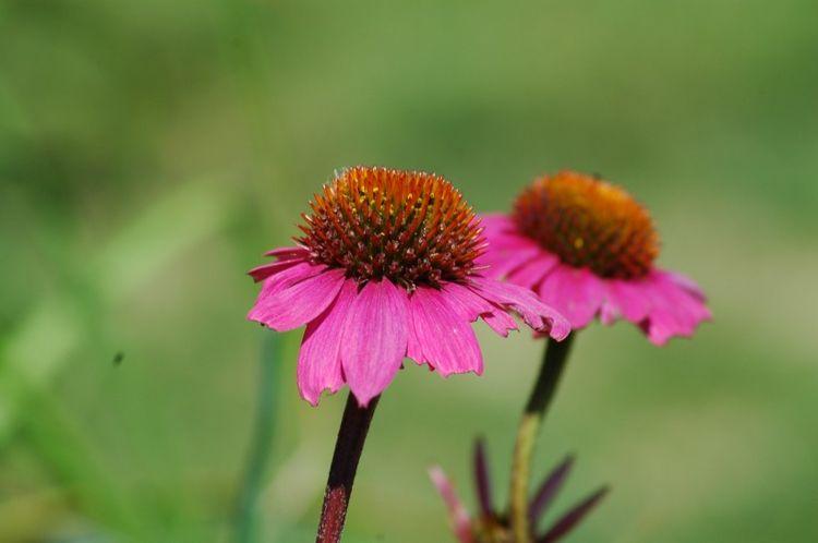 |8月开始赚得巨大财富，事业红火，日子富贵美滋滋的四大属相