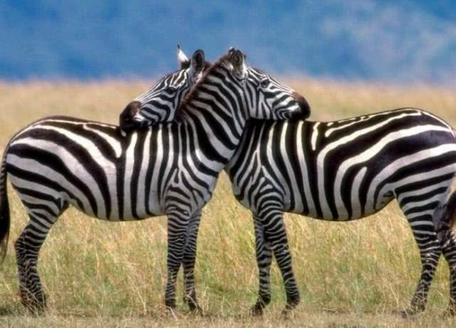 「斑马」为什么斑马没有成为人类的坐骑?专家:史上最恶心的“马”类