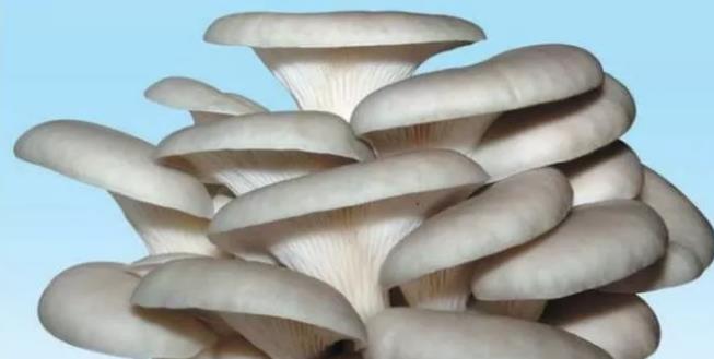 癌细胞|这4种食物专杀癌细胞,每多吃一口,就多份健康,很多人都该吃!