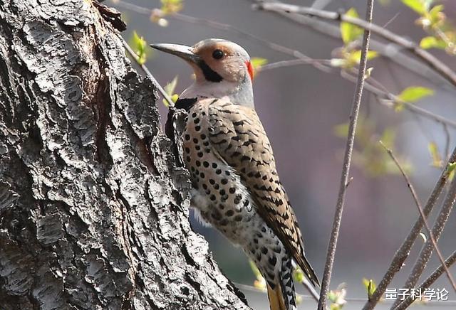 千疮百孔|啄木鸟把树木搞得千疮百孔，到底是好鸟还是坏鸟？它们可不简单