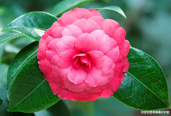 运势▲在6月底大吉大利，4属相事业一路顺风，生意兴隆赚大钱