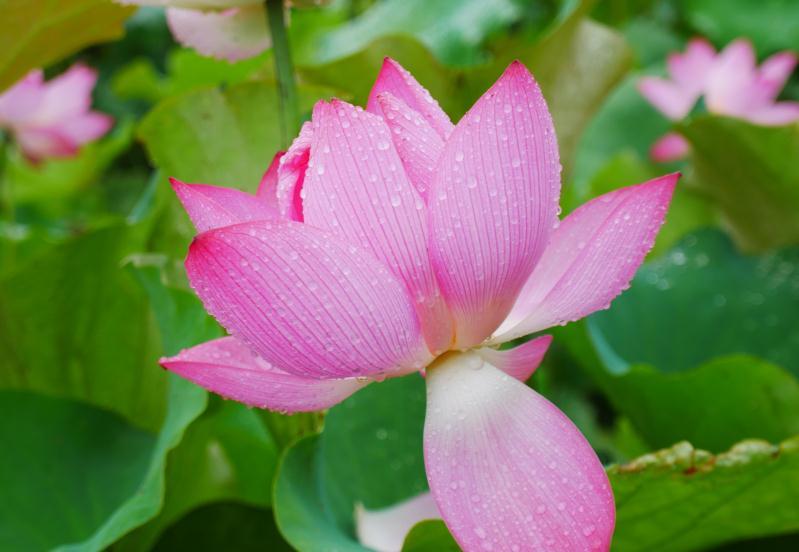 运势|9月下旬，四生肖得贵人青睐，摆脱霉运，靠自己发财