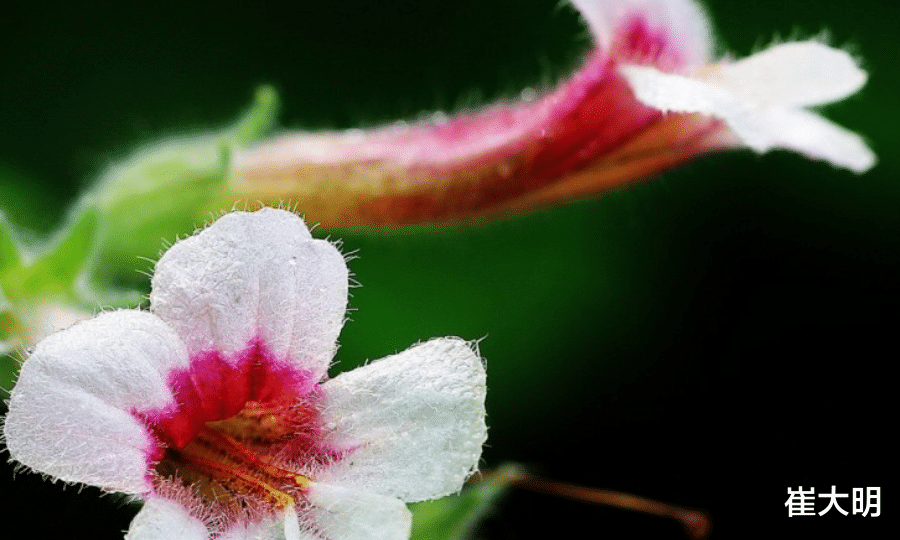 「生肖」七月开始：事业有成，事业翻红，收入大涨的生肖