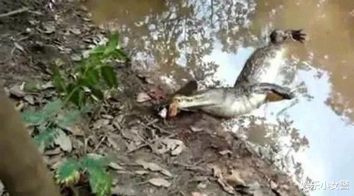 电鳗|亚马逊河最“霸道”的顶级杀手，鳄鱼躲着走，除人类没有任何天敌