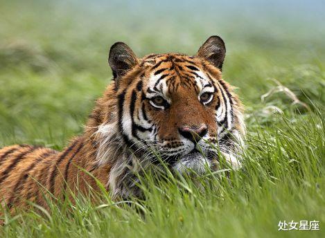 天蝎座|家丑不可外扬：属虎人：需多留一个“心眼”！