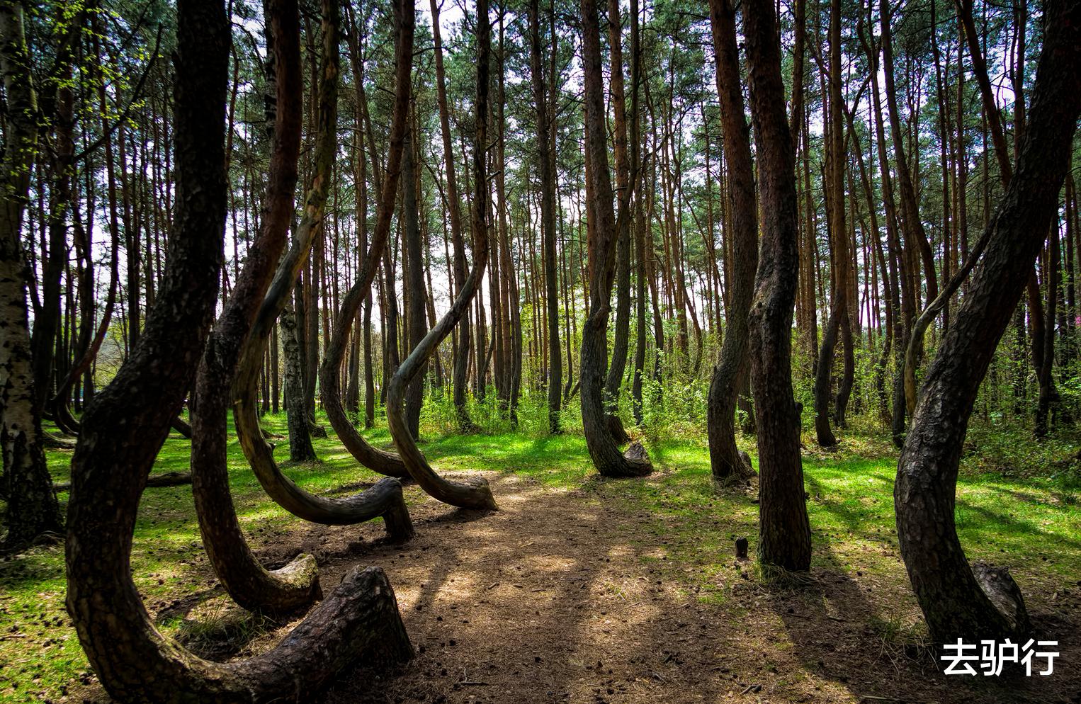 ■神奇的“弯腰”树林，向同一个方向弯曲，专家至今找不到答案