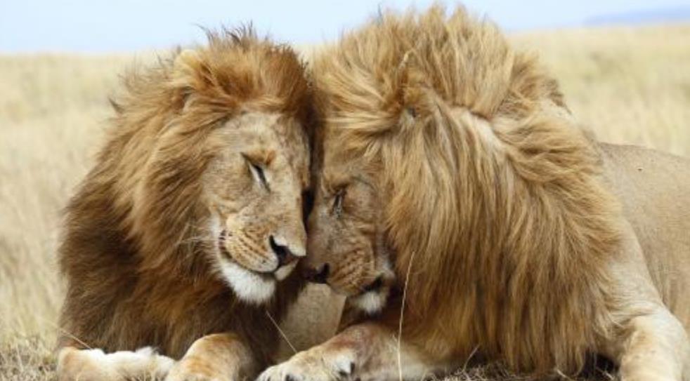 『狮子』自然界老死的狮子，它们的尸体为什么不翼而飞？原因你想象不到