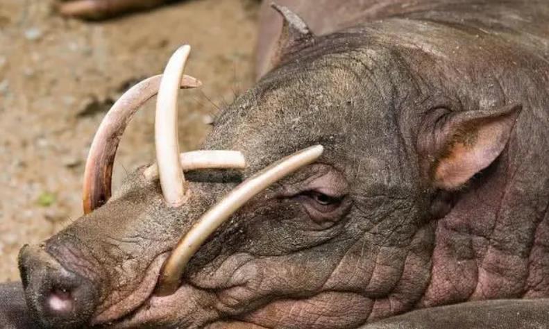 『』最大天敌就是自己，3种死在自己手里的生物，它们身上都埋有炸弹