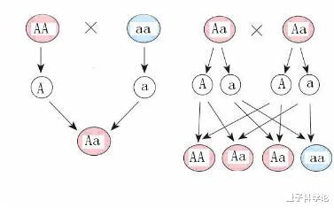 基因：为什么人类近亲结婚有基因缺陷？而动物界比如猫狗，却越纯越好？