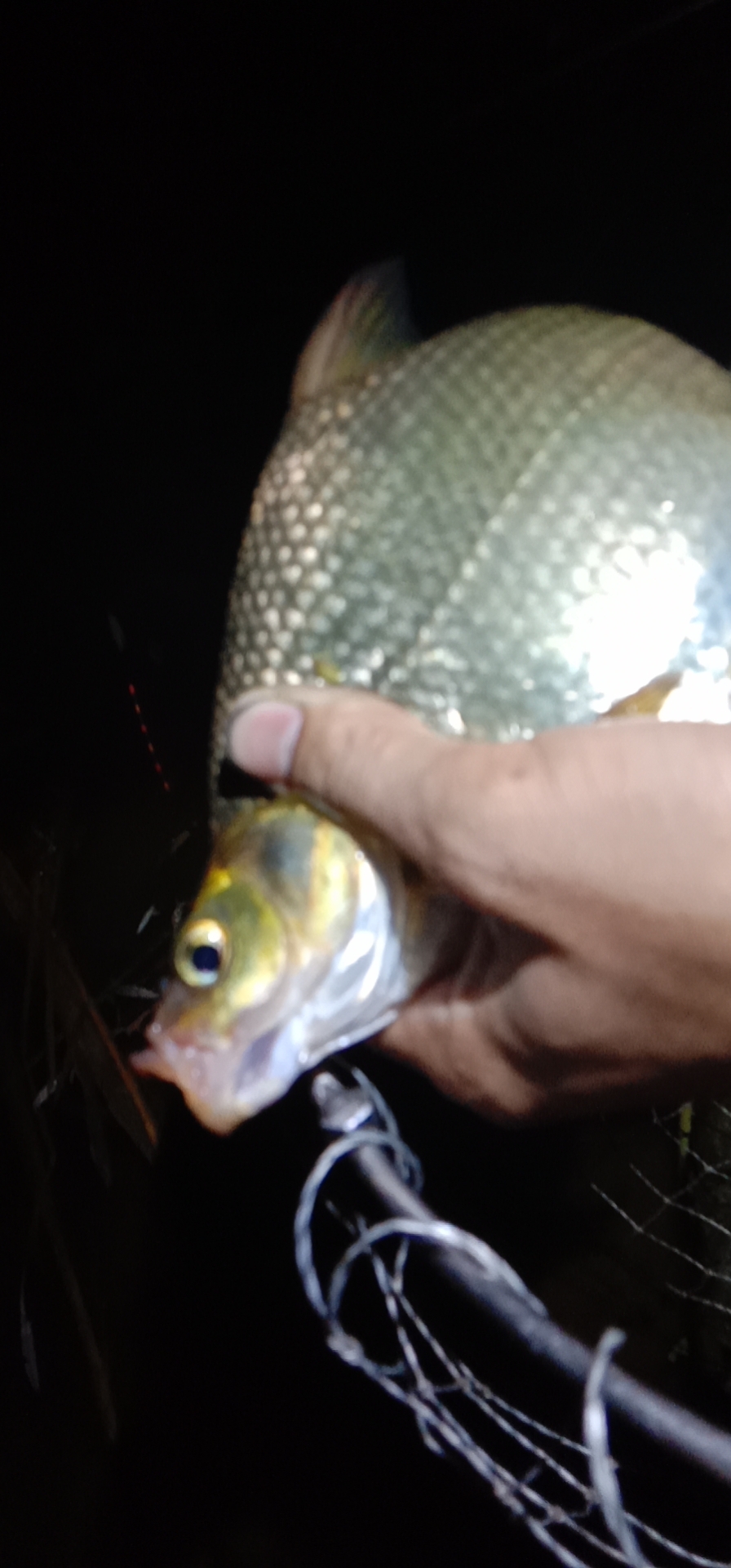 饵料|夜钓鱼获，纯玉米钓，饵料上大青