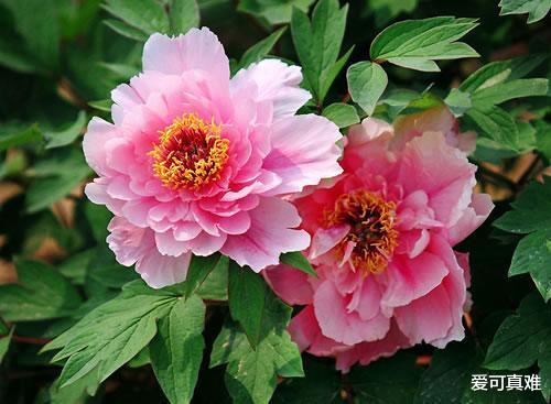 『生肖』生肖龙,好好珍惜这两大贵人,他们是你的“摇钱树”!!