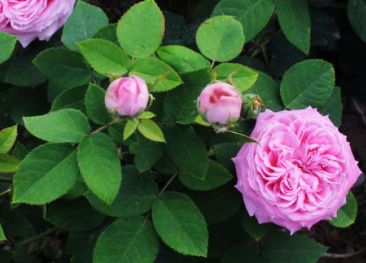 生肖|步入10月下旬，4属相贵人现身，财路大开，喜事接二连三