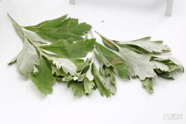 脱发|经常用艾叶煮水洗头，坚持下来，好事主动“登门”，别随意扔掉