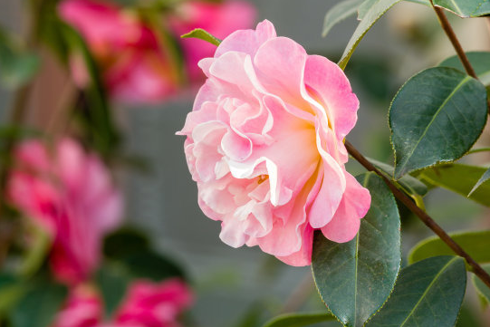 生肖|未来一周，4属相好运到来，福气满满，财源广进，享富贵荣华