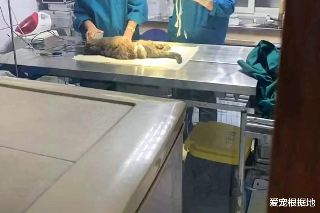 品种猫竟被弃养？蓝猫被丢停车场，弃养原因竟是小毛病