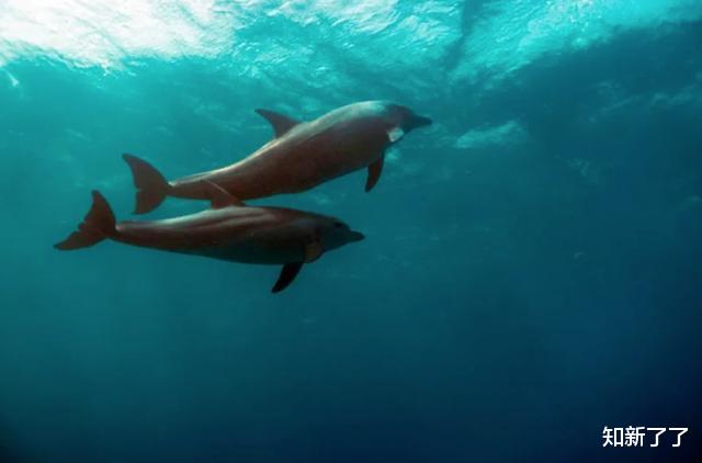 活火熔城▲进化自我复制的8个狂野的例子