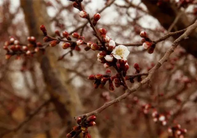 「曲院风荷」推荐：3、4月这里的杏花美极了，一生都要去一次