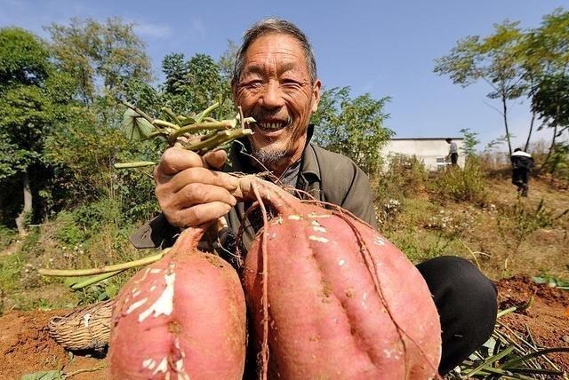 大蒜|4种食物发芽后，不但没“毒”，营养可能会翻倍，别扔掉浪费了