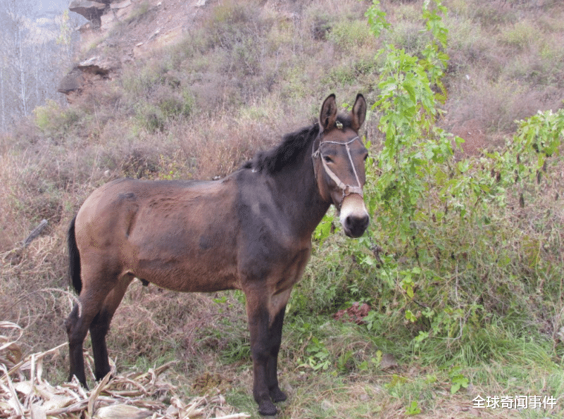 #科学家#这是“最难交配的动物”,却不能生育,你知道是哪种动物吗?