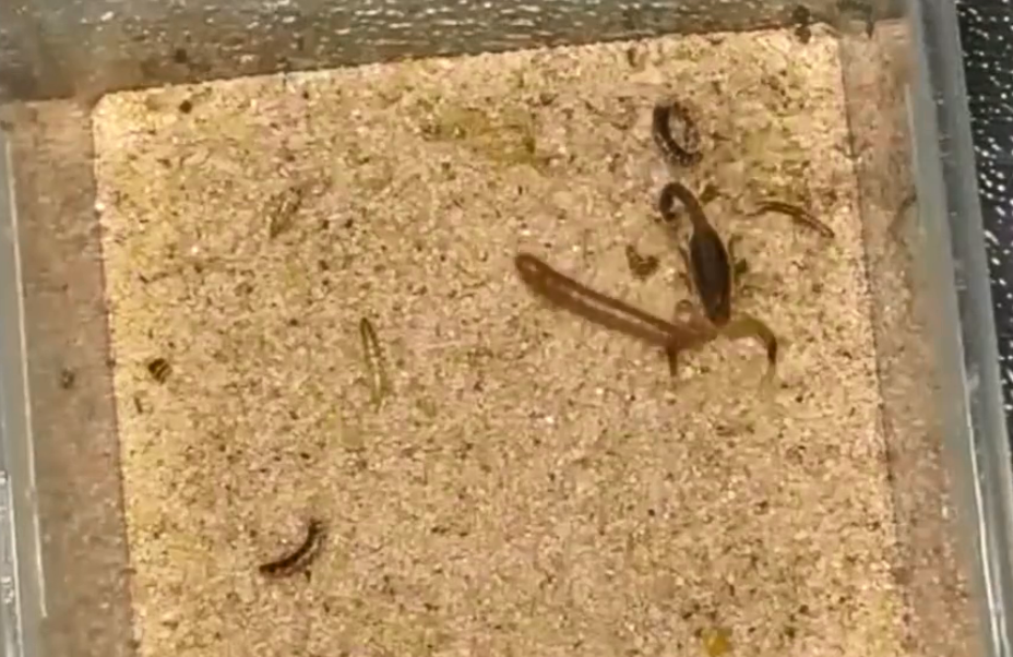 火星探测器|将剧毒蝎子饿6天，到崩溃边缘时扔去一只面包虫，结果会怎样？