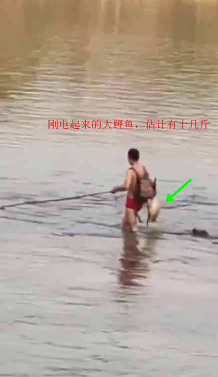 ##不怕伤人？电鱼者人群中直接开电, 二十斤野生大鲤鱼被电翻