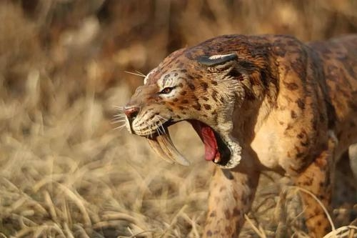 剑齿虎|为什么剑齿虎会突然灭绝？看完你就知道了。