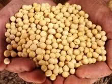 『营养膳食』“天然叶酸”被找到了,每天换着吃,通乳散结,增生或“绕着走”