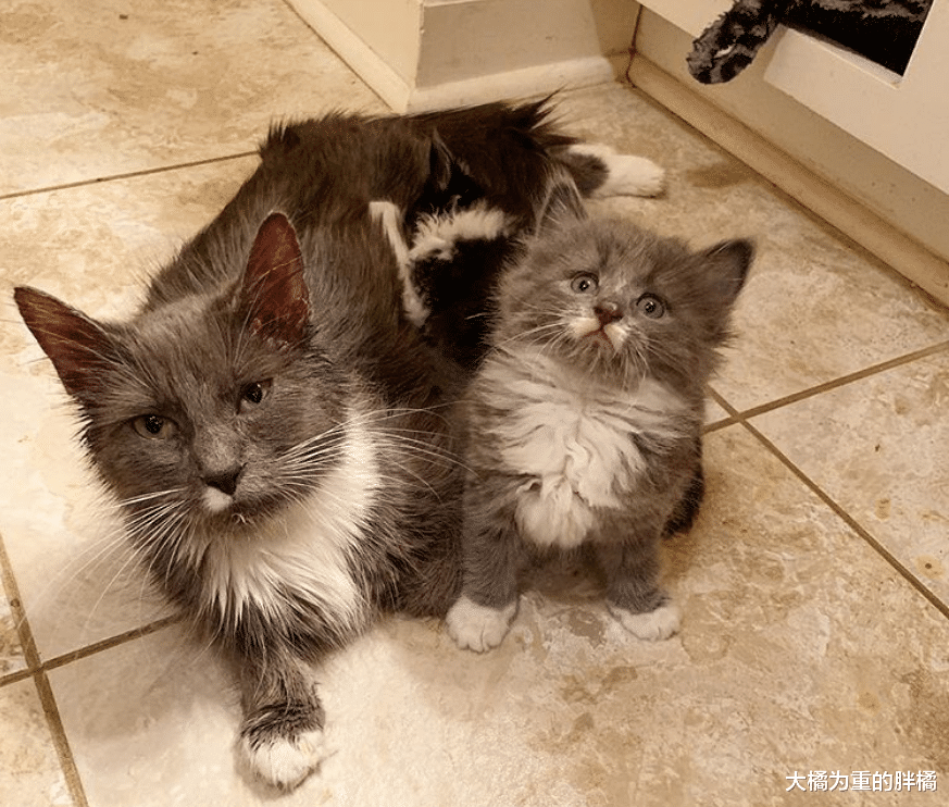 门前趴着4只猫，猫妈妈领着小猫向女孩示好，去世前终于了却心愿