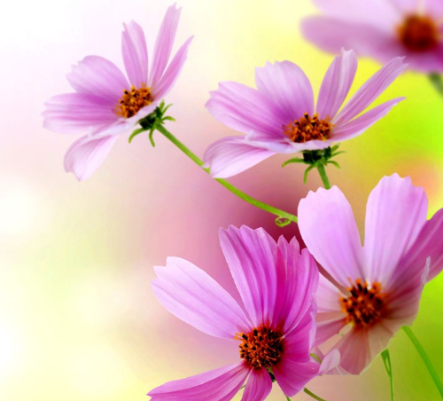 「生肖」将来两个月，4生肖事业腾飞，市场前景很大，生活福缘多多