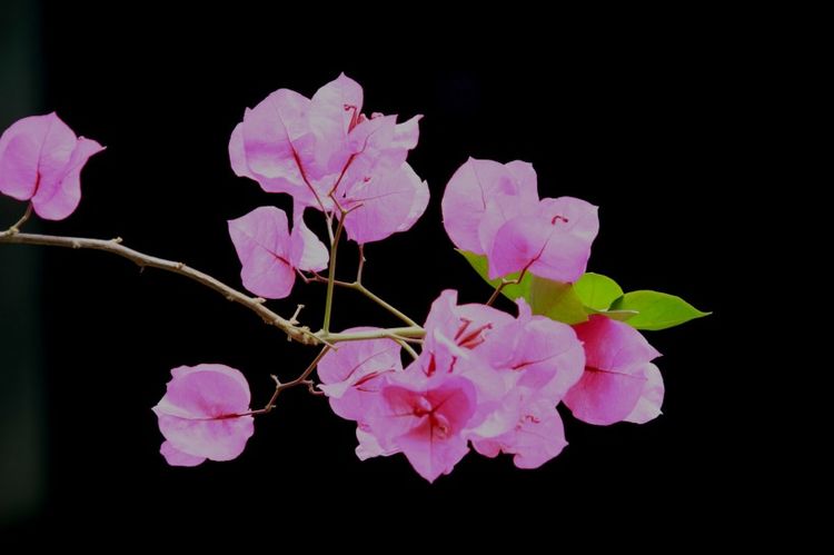 生肖|九月月底，迎来好运，财运一飞冲天，享受荣华，锦上添花的生肖