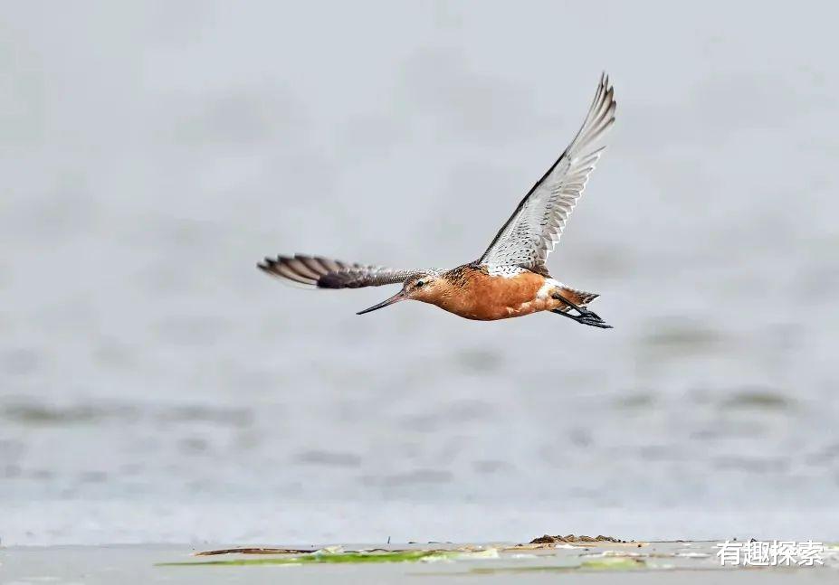 |一次性飞1.22万公里，横穿太平洋，一只飞鸟打破肉身耐力极限