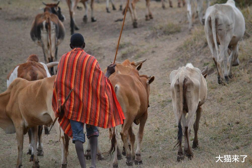 狮子|给牛涂上假眼睛可阻止狮子袭击？科学家研究了2061头牛找到好方法