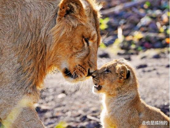 化石|自然界只有两种动物交配有快感：一个是人类，另一个欲望上瘾！
