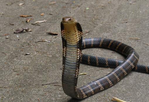 毒液|世界上最贵的4种生物液体，2种来自人体，就算是富豪也难以买到