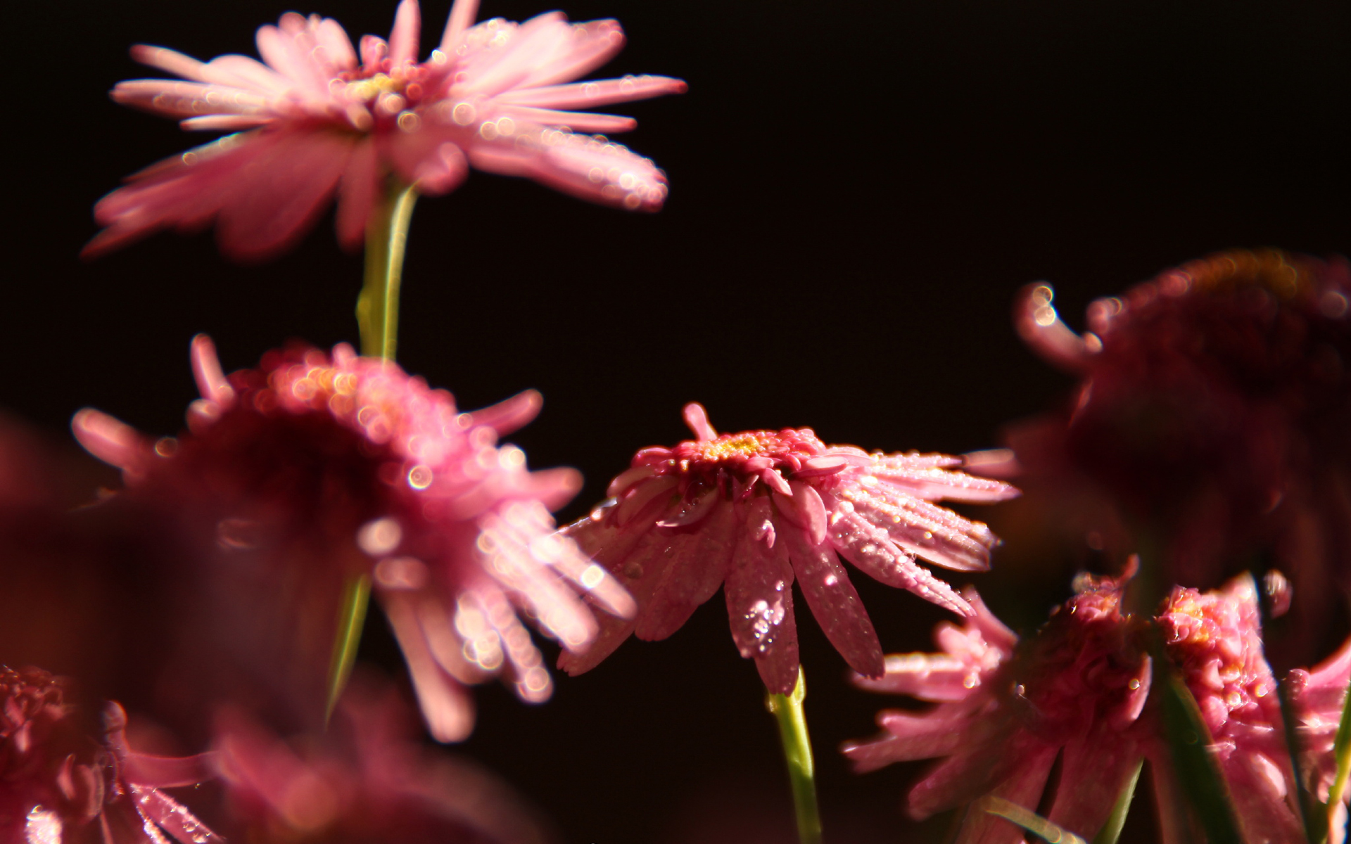 『』生肖猪：靠不住？在家耍脾气，在外没能力，养不起家人！