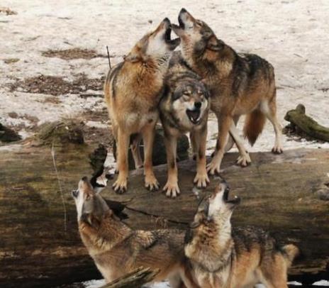 @边防战士目睹狼群团队作战能力后，高度评价：如此兵法，实属罕见